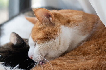 窓辺でくつろぐ可愛い猫	