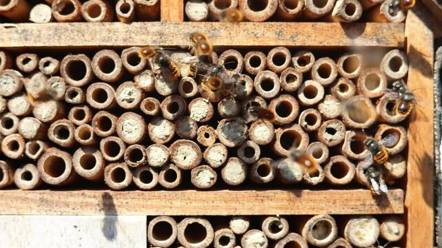 Wild bees Osmia Cornuta Mason Bees are flying in front of a diy made insect hotel of wood.