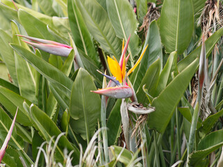 pretty strelitzia flower in a garden