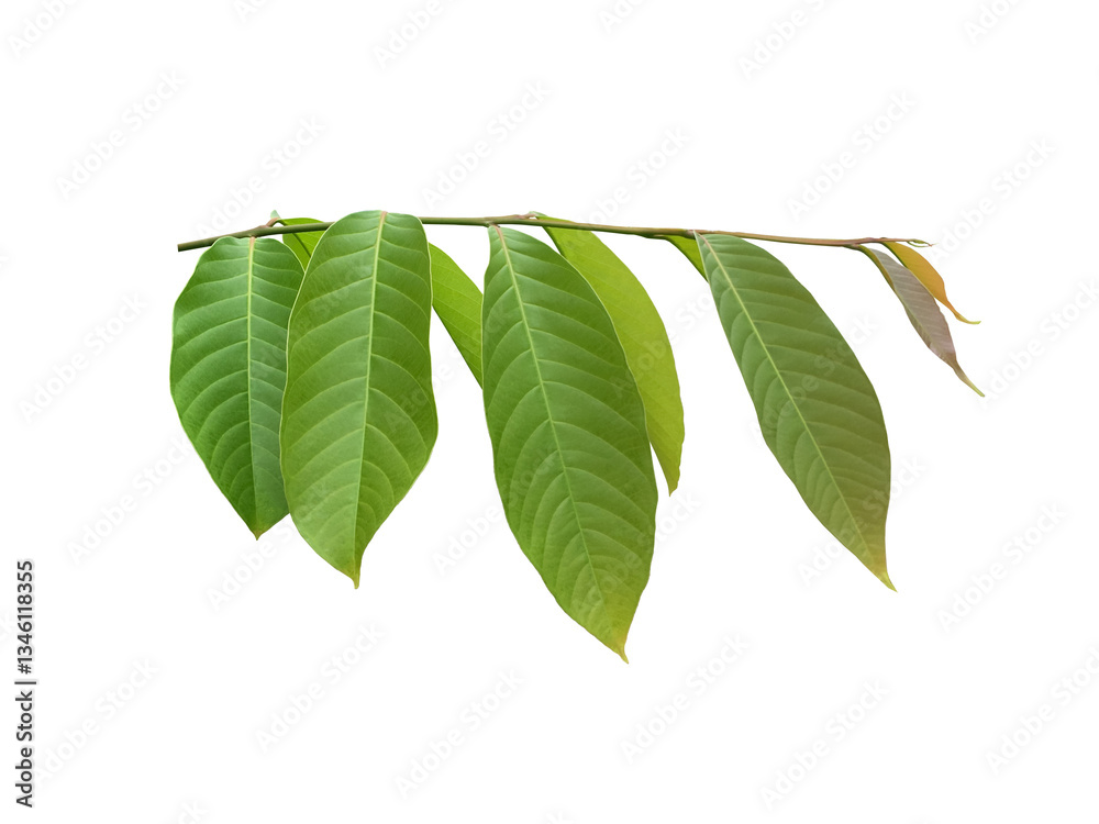 Canvas Prints isolated green leaves of queen crepe myrtle on white background with clipping paths.