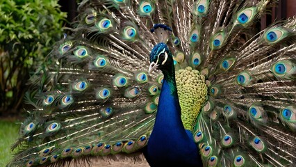 Obraz premium peacock with feathers