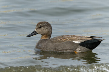 ゆっくりと離岸するオカヨシガモの雄