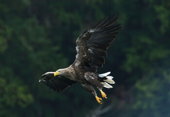 Seeadler
