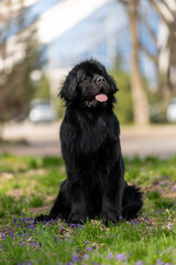 A majestic black Newfoundland dog sits calmly on a grassy field, surrounded by purple flowers, its thick fur shining.