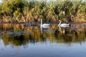 A family of swans, including cygnets, gracefully swims in a calm lake surrounded by reeds