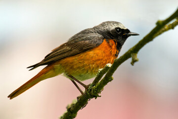 Gartenrotschwanz auf einem Ast