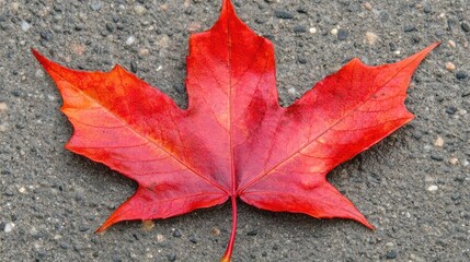 Vibrant Red Maple Leaf on Textured Gray Surface in Autumn Season