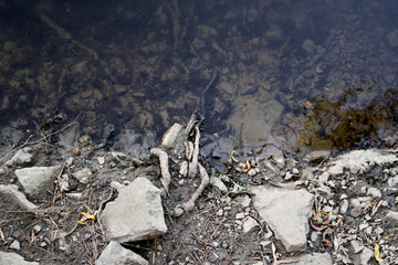 Rocky riverbank with exposed roots and scattered stones, partially submerged in clear, still water