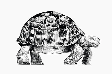 Big turtle animal illustration vector
