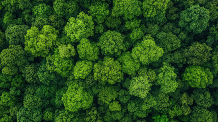 Fototapeta premium lush greenery of Amazon rainforest showcases nature untouched beauty