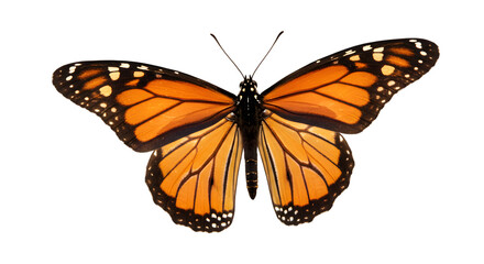 Butterfly flying isolated on transparent background png