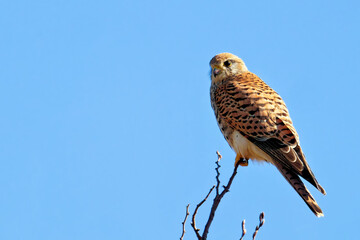Turmfalke auf dem Ansitz