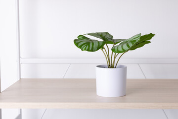 Small leafy plants in white pots on wooden shelves