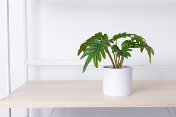 Small leafy plants in white pots on wooden shelves