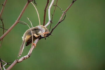 Prinia inornata