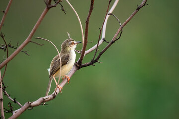 Prinia inornata