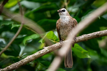 Yellow-vented Bulbul, Pycnonotus goiavier