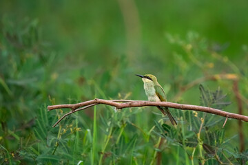 Green Bee-Eater, Little Green bee-eater, Merops Orientalis