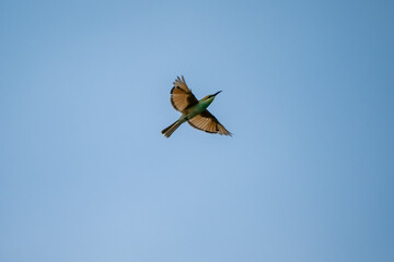 Green Bee-Eater, Little Green bee-eater, Merops Orientalis