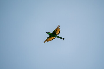 Green Bee-Eater, Little Green bee-eater, Merops Orientalis