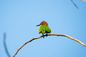 Green Bee-Eater, Little Green bee-eater, Merops Orientalis