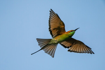 Green Bee-Eater, Little Green bee-eater, Merops Orientalis