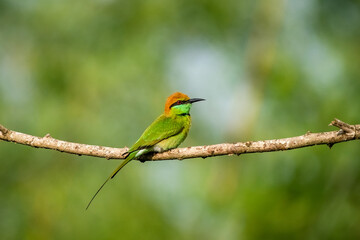 Fototapeta premium Green Bee-Eater, Little Green bee-eater, Merops Orientalis