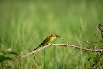 Green Bee-Eater, Little Green bee-eater, Merops Orientalis