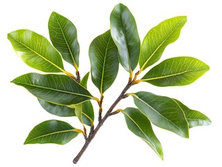 Fototapeta premium Lush green leaves of a vibrant plant branch isolated on a pure white background perfect for design projects.