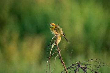 Green Bee-Eater, Little Green bee-eater, Merops Orientalis