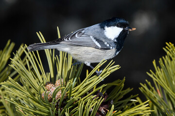 bird sitting on the branch in the mountains
