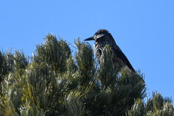 bird sitting on the branch in the mountains