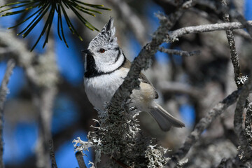bird sitting on the branch in the mountains