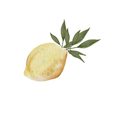 Watercolor illustration of lemon. PNG. For design. 