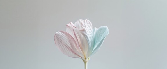 Obraz premium A close up shot of delicate petals with soft coloration.