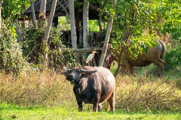 thai buffalo.