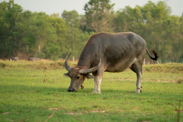 thai buffalo
