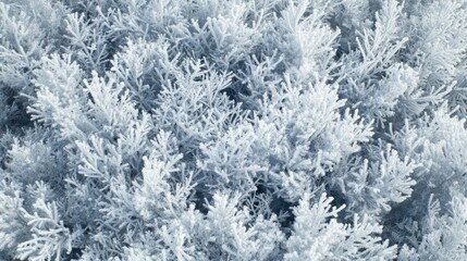 Frosty winter foliage, overhead view.