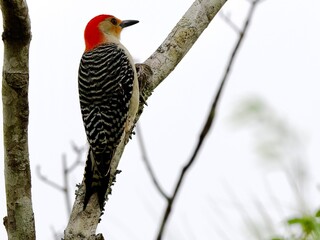 Red Bellied Woodpecker perched on a branch
