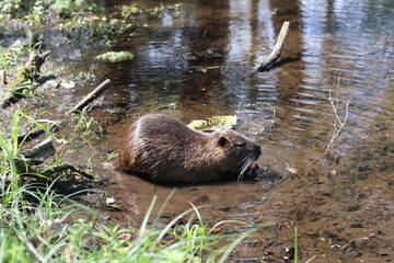 Nutria in the water