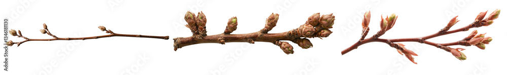Poster An apple branch with three leaves that are just starting to deteriorate is displayed in isolation on a white background
