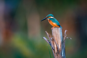 Common kingfisher, Alcedo atthis