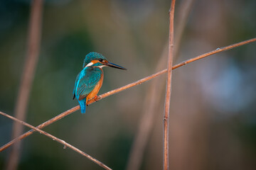 Common kingfisher, Alcedo atthis