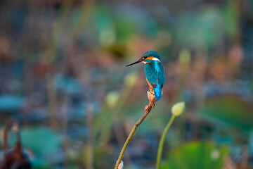 Common kingfisher, Alcedo atthis