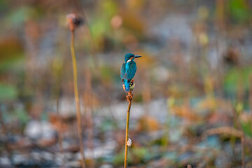 Common kingfisher, Alcedo atthis