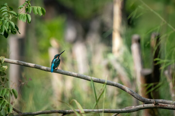 Common kingfisher, Alcedo atthis