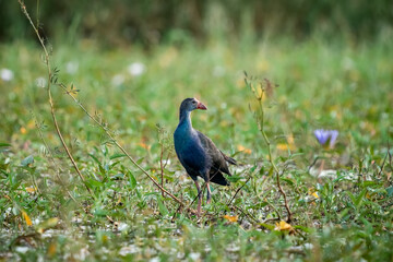 Purple Swamphen, Grey-headed Swamphen