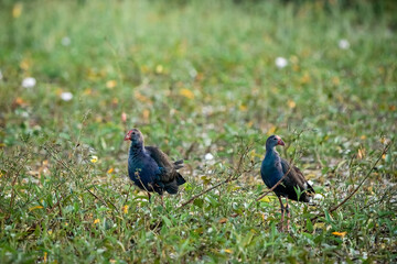 Purple Swamphen, Grey-headed Swamphen
