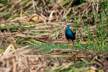Purple Swamphen, Grey-headed Swamphen