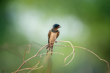 Barn Swallow, Hirundo rustica, House Swift, Apus nipalensis